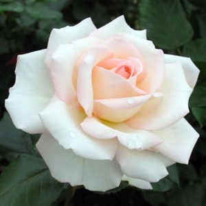 BLOOM OF RUTH (hybrid tea)